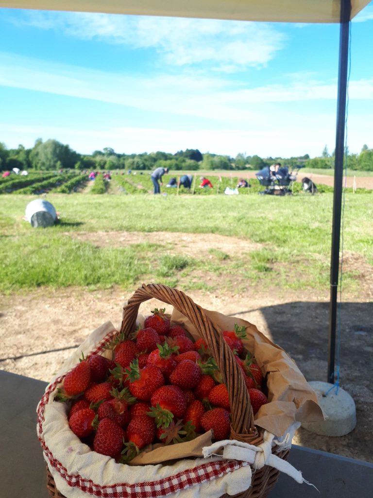 vente directe libre cueillette fraises les jardins de laurière feneu Angers 