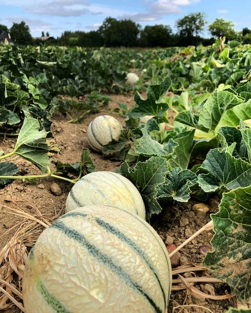 vente directe melons producteur Angers feneu les jardins de laurière