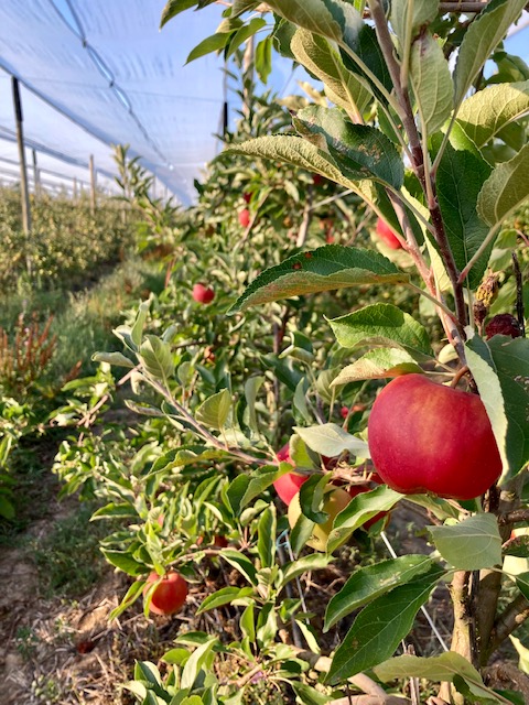 vente directe pommes producteur Angers feneu les jardins de laurière
